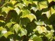 feuilles.jpg